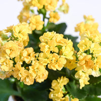 Yellow Kalanchoe Flower seeds for Planting Hardy Variety Heirloom & GMO Free Seeds for Home Garden
 
 Sale seeds for home garden planting