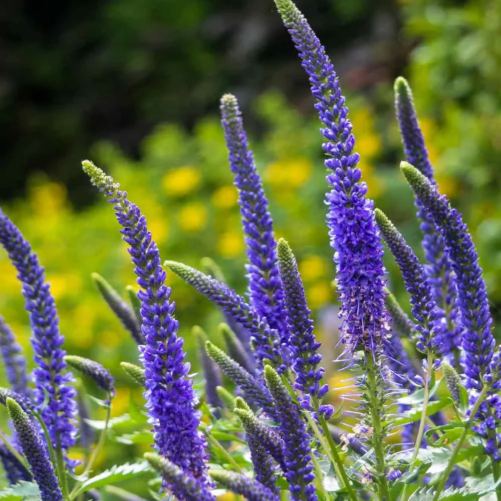 Blue Veronica Flower seeds for Planting Compact Growth Heirloom & GMO Free Seeds for Home Garden
 
 Sale seeds for home garden planting