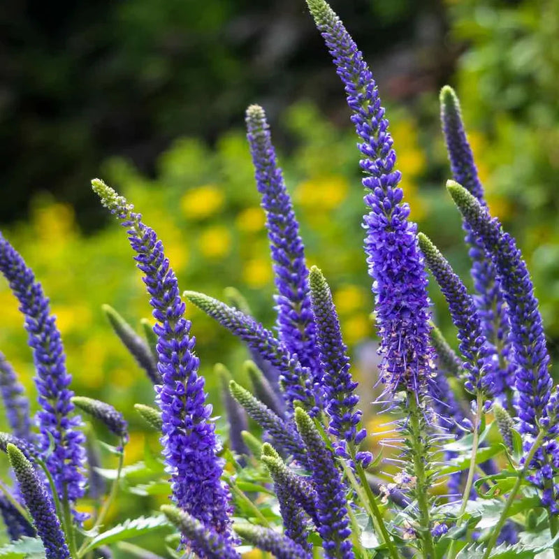 Blue Veronica Flower seeds for Planting Compact Growth Heirloom & GMO Free Seeds for Home Garden
 
 Sale seeds for home garden planting