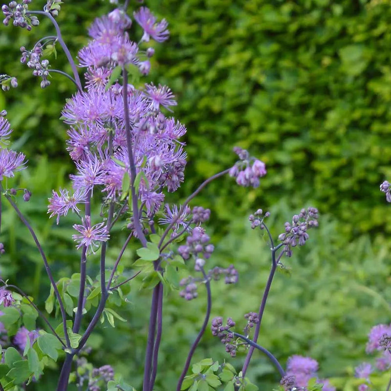 Lavender Thalictrum Flower seeds for Planting Premium Quality Heirloom & GMO Free Seeds for Home Garden 
 
 Sale seeds for home garden planting