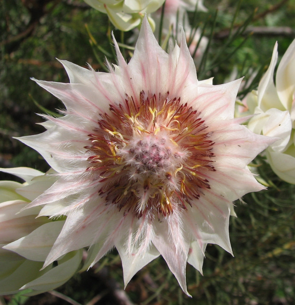 Serruria Flower seeds for Planting Cut Flower Favorite Heirloom & GMO Free Seeds for Home Garden 
 
 Sale seeds for home garden planting