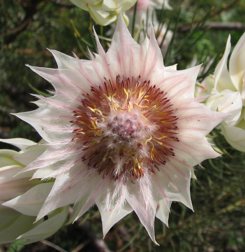 Serruria Flower seeds for Planting Cut Flower Favorite Heirloom & GMO Free Seeds for Home Garden 
 
 Sale seeds for home garden planting