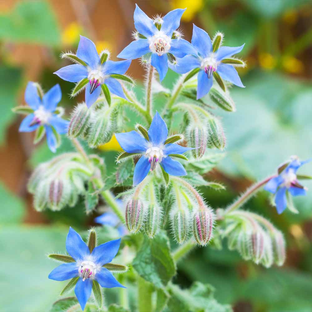 Borage Flower seeds for Planting Wildflower Mix Heirloom & GMO Free Seeds for Home Garden
 
 Sale seeds for home garden planting