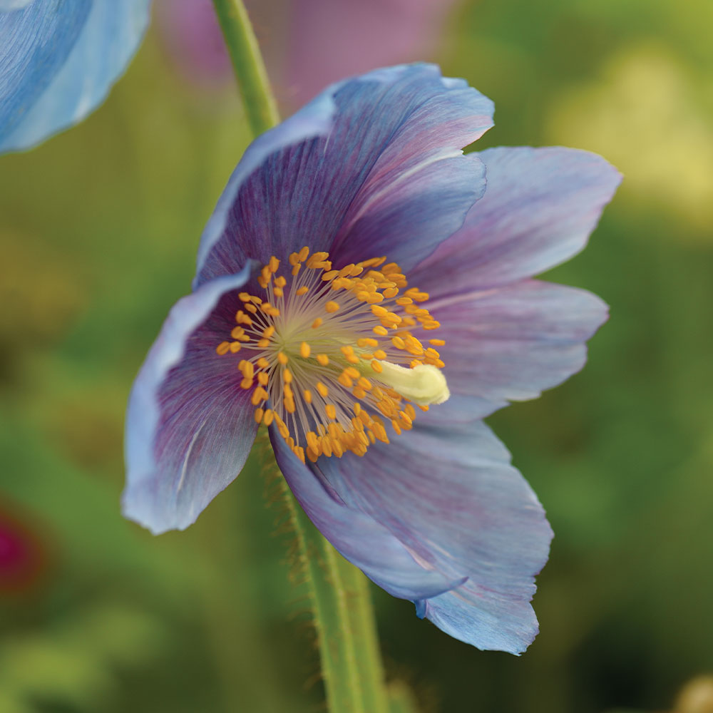 Lingholm Flower seeds for Planting - Drought Tolerant, Heirloom & GMO Free Seeds for Home Garden
 
 Sale seeds for planting in home garden