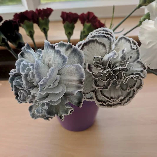 Gray Carnation Flower seeds for Planting Vibrant Colors Heirloom & GMO Free Seeds for Home Garden
 
 Sale