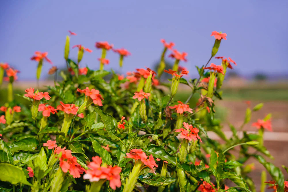 Crossandra Semi Flower seeds for Planting - Fragrant Blossoms, Heirloom & GMO Free Seeds for Home Garden
 
 Sale seeds for planting in home garden