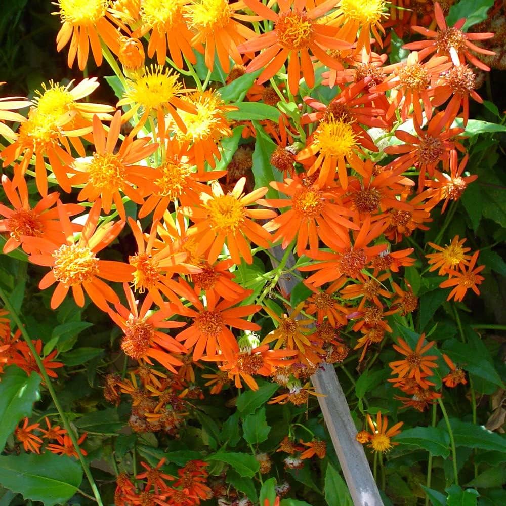 Confusus Mexico Flower seeds for Planting - Perfect for Borders, Heirloom & GMO Free Seeds for Home Garden
 
 Sale seeds for home garden