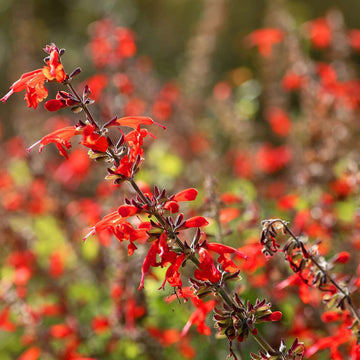 Pineapple Sage Flower seeds for Planting Long Bloom Season Heirloom & GMO Free Seeds for Home Garden 
 
 Sale seeds for home garden planting