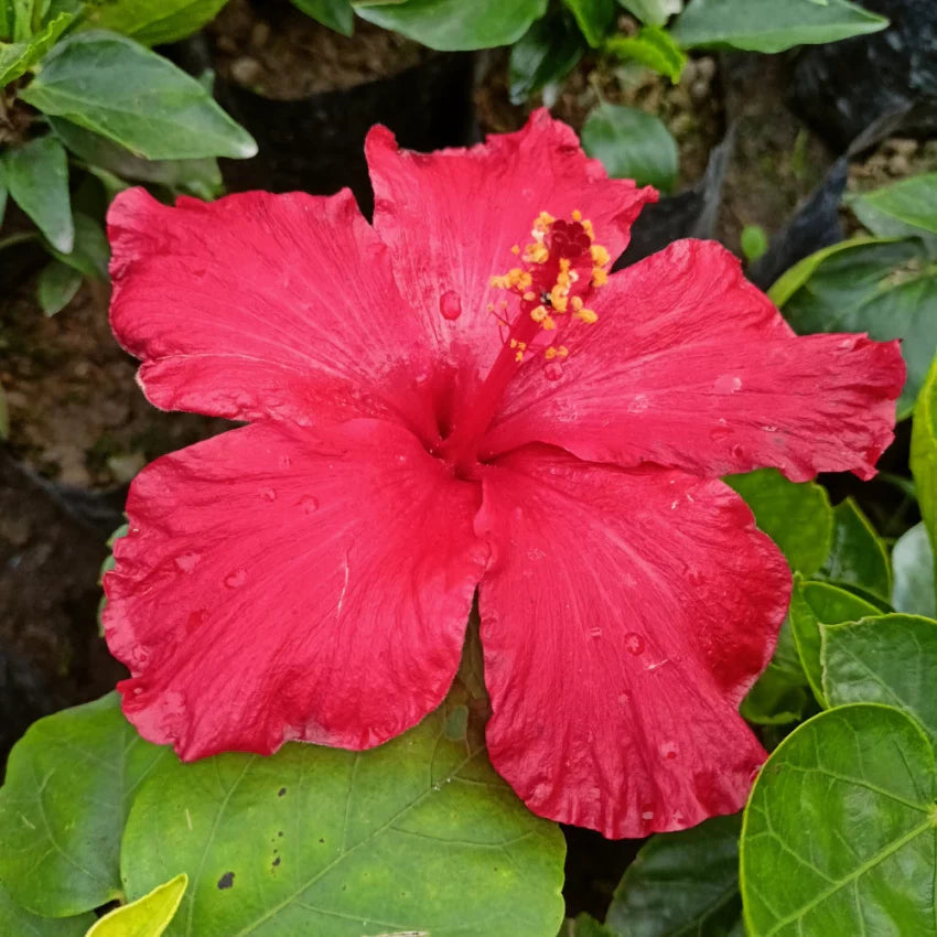Burgundy Hibiscus Flower seeds for Planting Colorful Display Heirloom & GMO Free Seeds for Home Garden 
 
 Sale seeds for home garden planting