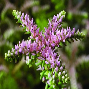 Pink Green Sedum Seastar Flower seeds for Planting Pollinator Friendly Heirloom & GMO Free Seeds for Home Garden 
 
 Sale seeds for home garden planting
