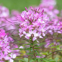 Pink Cleome Flower seeds for Planting Low Maintenance Heirloom & GMO Free Seeds for Home Garden 
 
 Sale seeds for home garden planting