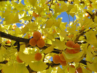 Ginkgo Flower seeds for Planting - Sun Loving, Heirloom & GMO Free Seeds for Home Garden
 
 Sale seeds for planting in home garden