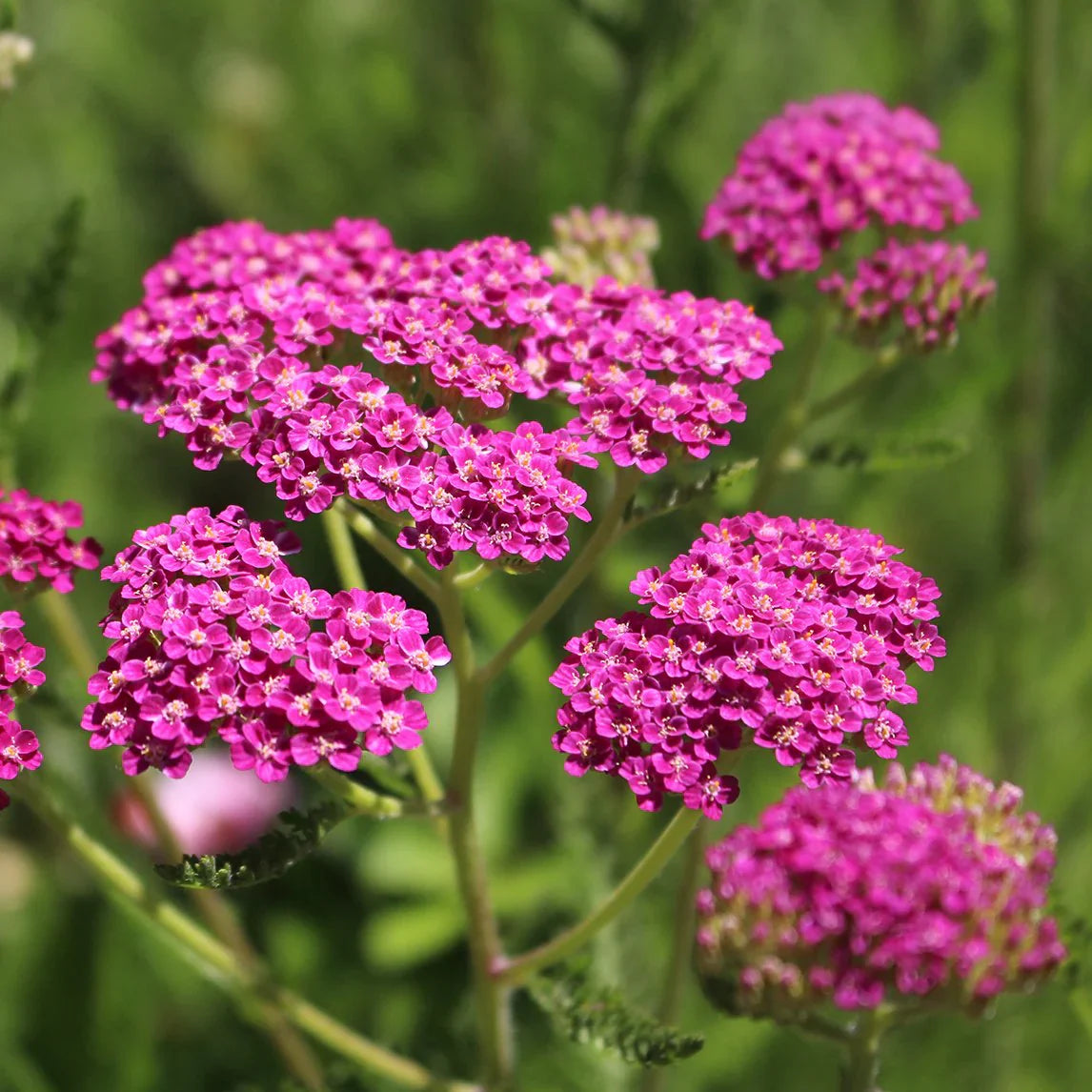 Pink Achillea Yarrow Flower seeds for Planting - Premium Quality, Heirloom & GMO Free Seeds for Home Garden
 
 Sale seeds for planting in home garden
