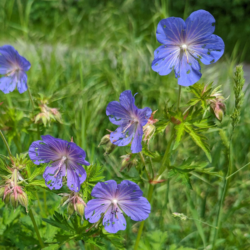 Geranium Pratense Flower seeds for Planting Premium Quality Heirloom & GMO Free Seeds for Home Garden 
 
 Sale for planting in home garden