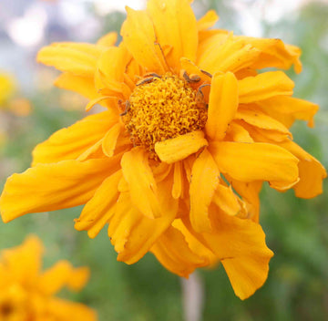 Yellow Marigold Tangerine Flower seeds for Planting - Bright Blooms, Heirloom & GMO Free Seeds for Home Garden
 
 Sale for planting in home garden