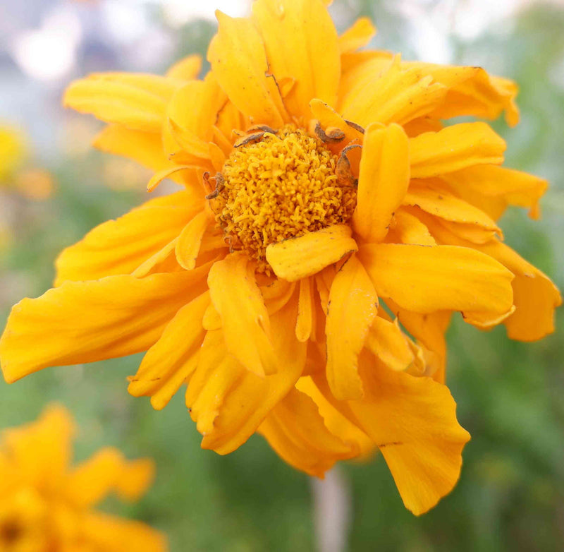 Yellow Marigold Tangerine Flower seeds for Planting - Bright Blooms, Heirloom & GMO Free Seeds for Home Garden
 
 Sale for planting in home garden