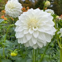 White Dahlias Flower seeds for Planting Perfect for Borders Heirloom & GMO Free Seeds for Home Garden
 
 Sale seeds for home garden planting