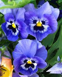 Pansy Blue Flower seeds for Planting - Wildflower Mix, Heirloom & GMO Free Seeds for Home Garden
 
 Sale seeds for planting in home garden