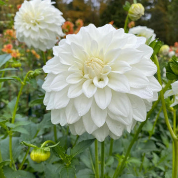 Dahlia Flower seeds for Planting Long Bloom Season Heirloom & GMO Free Seeds for Home Garden 
 
 Sale seeds for home garden planting