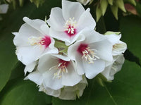 Dombeya Burgessiae Flower seeds for Planting - Low Maintenance, Heirloom & GMO Free Seeds for Home Garden
 
 Sale seeds for planting in home garden