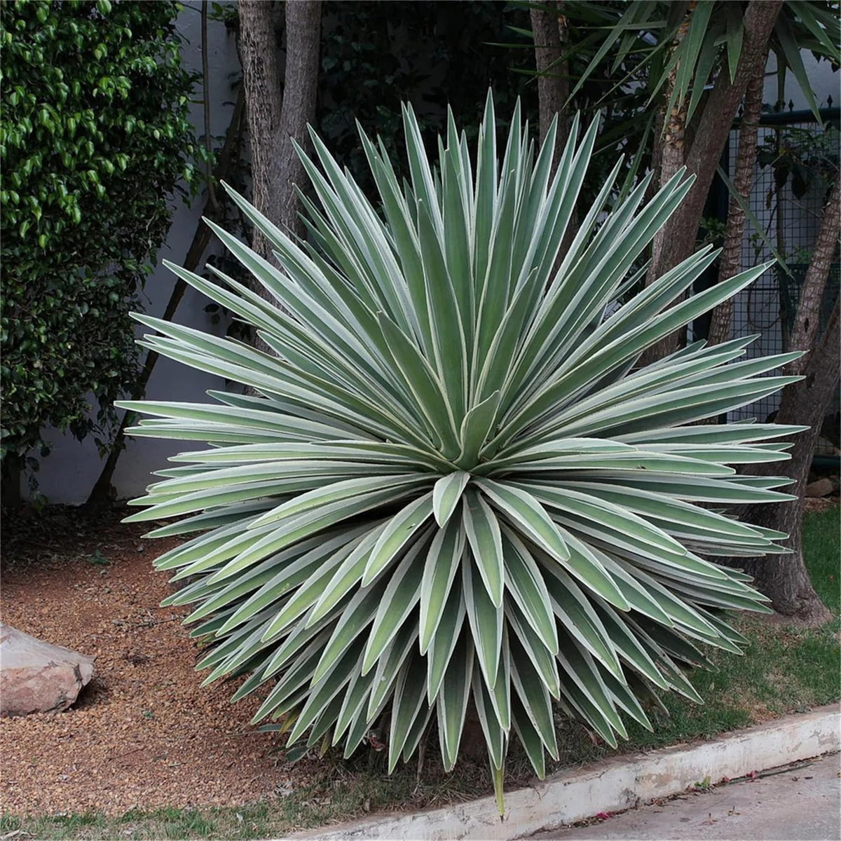 Green Agave Angustifolia Flower seeds for Planting Perfect for Borders Heirloom & GMO Free Seeds for Home Garden 
 
 Sale seeds for home garden planting
