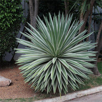 Green Agave Angustifolia Flower seeds for Planting Perfect for Borders Heirloom & GMO Free Seeds for Home Garden 
 
 Sale seeds for home garden planting