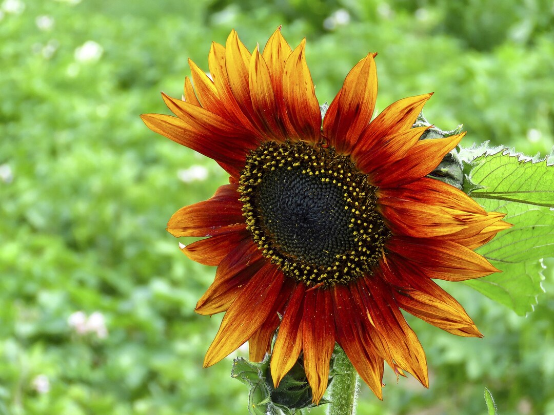 Yellow Red SunFlower seeds for Planting - Garden Favorite, Heirloom & GMO Free Seeds for Home Garden
 
 Sale seeds for planting in home garden