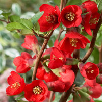 Red Chaenomeles Flower seeds for Planting - Perfect for Borders, Heirloom & GMO Free Seeds for Home Garden
 
 Sale for planting in home garden