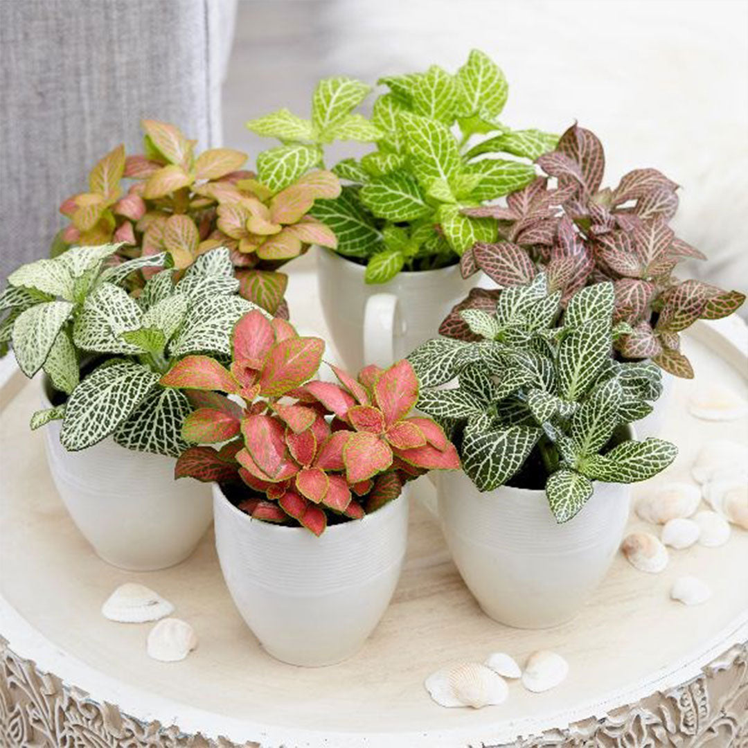 Mix Fittonia Nerve Flower seeds for Planting Cut Flower Favorite Heirloom & GMO Free Seeds for Home Garden 
 
 Sale seeds for home garden planting