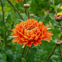 Orange Carnations Flower seeds for Planting - Shade Tolerant, Heirloom & GMO Free Seeds for Home Garden