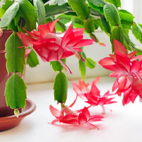 Zygocactus Schlumbergera Flower seeds for Planting Garden Favorite Heirloom & GMO Free Seeds for Home Garden 
 
 Sale seeds for home garden planting