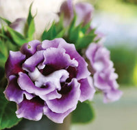Light Purple Gloxinia Flower seeds for Planting Sun Loving Heirloom & GMO Free Seeds for Home Garden 
 
 Sale seeds for home garden planting