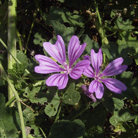 Mauve Flower seeds for Planting Perfect for Borders Heirloom & GMO Free Seeds for Home Garden 
 
 Sale seeds for home garden planting