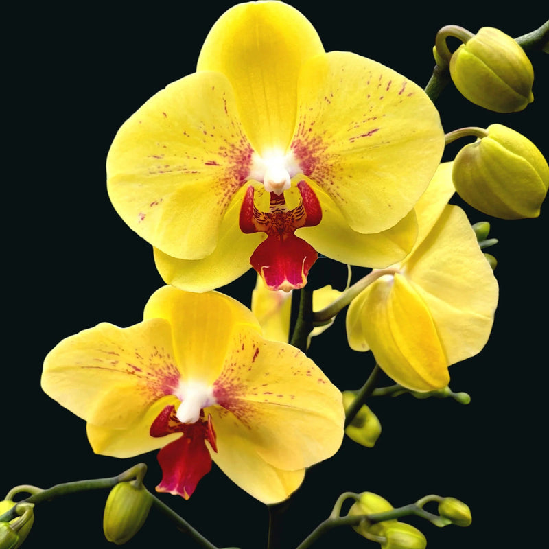 Light Yellow Butterfly Orchids Flower seeds for Planting - Cottage Garden Essential, Heirloom & GMO Free Seeds for Home Garden
 
 Sale seeds for planting in home garden