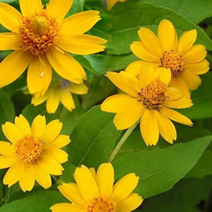 Melampodium Flower seeds for Planting Vibrant Colors Heirloom & GMO Free Seeds for Home Garden 
 
 Sale for planting in home garden