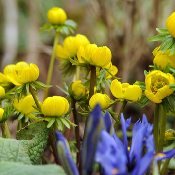 Yellow Aconite Flower seeds for Planting Garden Favorite Heirloom & GMO Free Seeds for Home Garden 
 
 Sale seeds for home garden planting