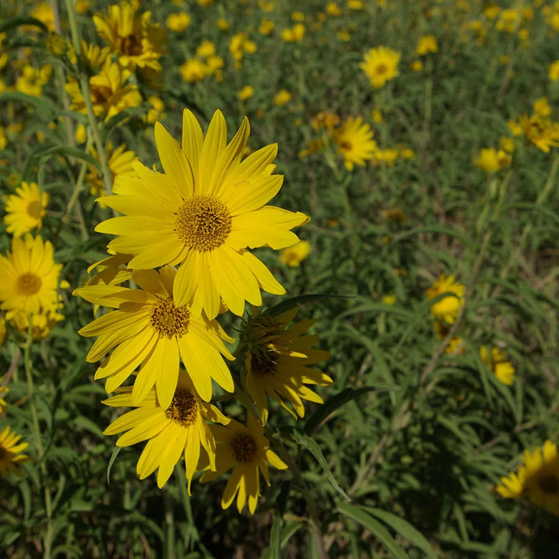 Yellow Maximiliani Flower seeds for Planting - Long Bloom Season, Heirloom & GMO Free Seeds for Home Garden
 
 Sale seeds for planting in home garden