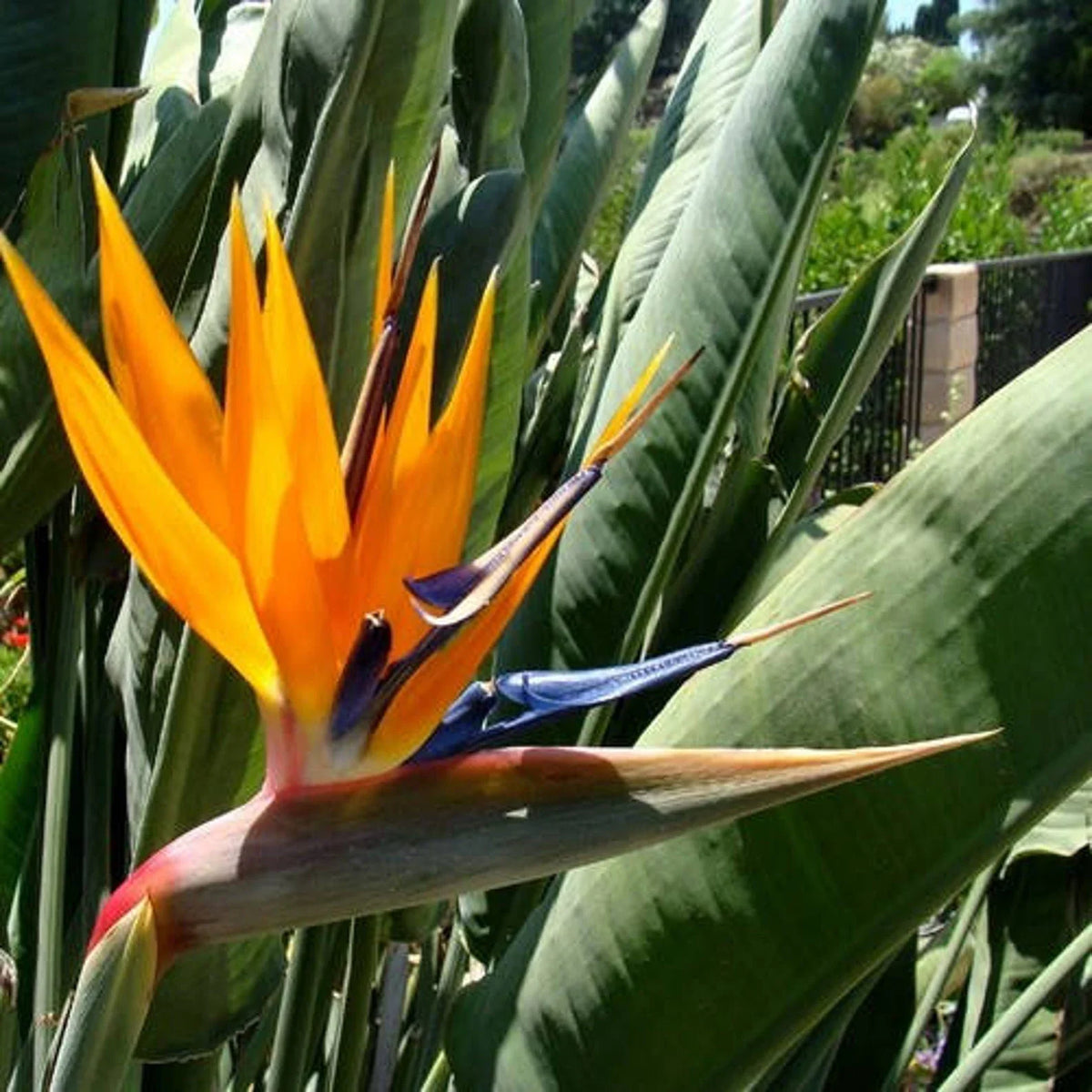 Reginae Flower seeds for Planting Sun Loving Heirloom & GMO Free Seeds for Home Garden 
 
 Sale seeds for home garden planting
