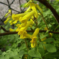 Yellow Corydalis Manchu Flower seeds for Planting - Seasonal Bloomer, Heirloom & GMO Free Seeds for Home Garden