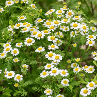 Feverfew Flower seeds for Planting Wildflower Mix Heirloom & GMO Free Seeds for Home Garden