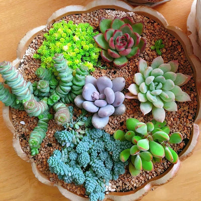 100 Pcs