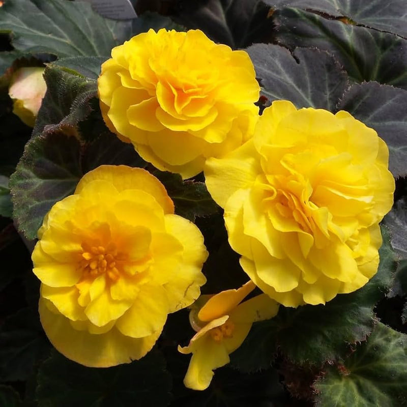 Yellow Mocca Flower seeds for Planting Vibrant Colors Heirloom & GMO Free Seeds for Home Garden
 
 Sale seeds for home garden planting