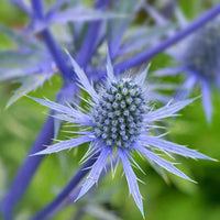 Blue Eryginum Flower seeds for Planting Long Bloom Season Heirloom & GMO Free Seeds for Home Garden
 
 Sale seeds for home garden planting