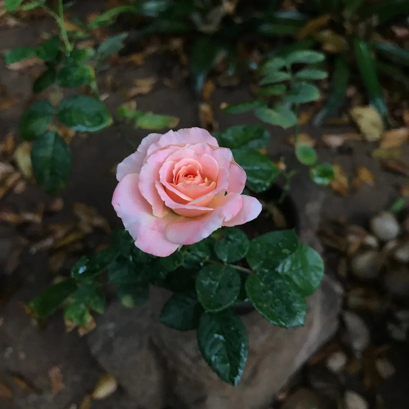 Miniature Rose Flower seeds for Planting Cut Flower Favorite Heirloom & GMO Free Seeds for Home Garden 
 
 Sale seeds for home garden planting
