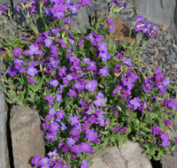 Aubrieta Flower seeds for Planting Perfect for Borders Heirloom & GMO Free Seeds for Home Garden 
 
 Sale seeds for home garden planting