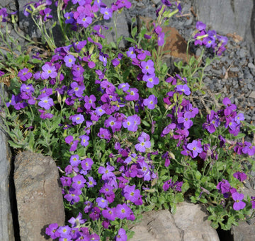 Aubrieta Flower seeds for Planting Perfect for Borders Heirloom & GMO Free Seeds for Home Garden 
 
 Sale seeds for home garden planting