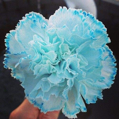 100 Pcs