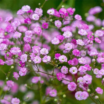 Pink Gypsophila Flower seeds for Planting - Premium Quality, Heirloom & GMO Free Seeds for Home Garden
 
 Sale seeds for planting in home garden