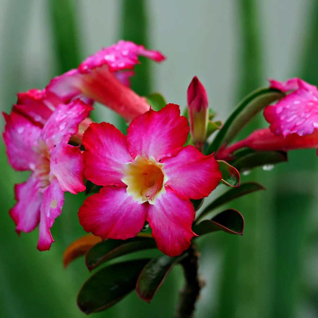 Pink Adenium Flower seeds for Planting - Shade Tolerant, Heirloom & GMO Free Seeds for Home Garden
 
 Sale for planting in home garden