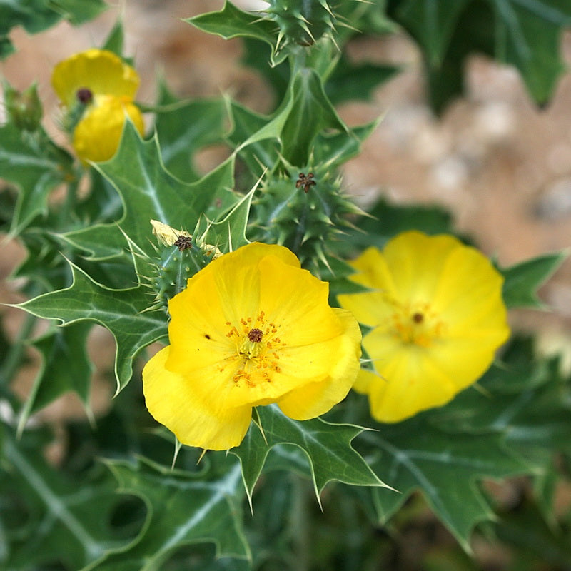 Prickly Flower seeds for Planting Sun Loving Heirloom & GMO Free Seeds for Home Garden 
 
 Sale seeds for home garden planting